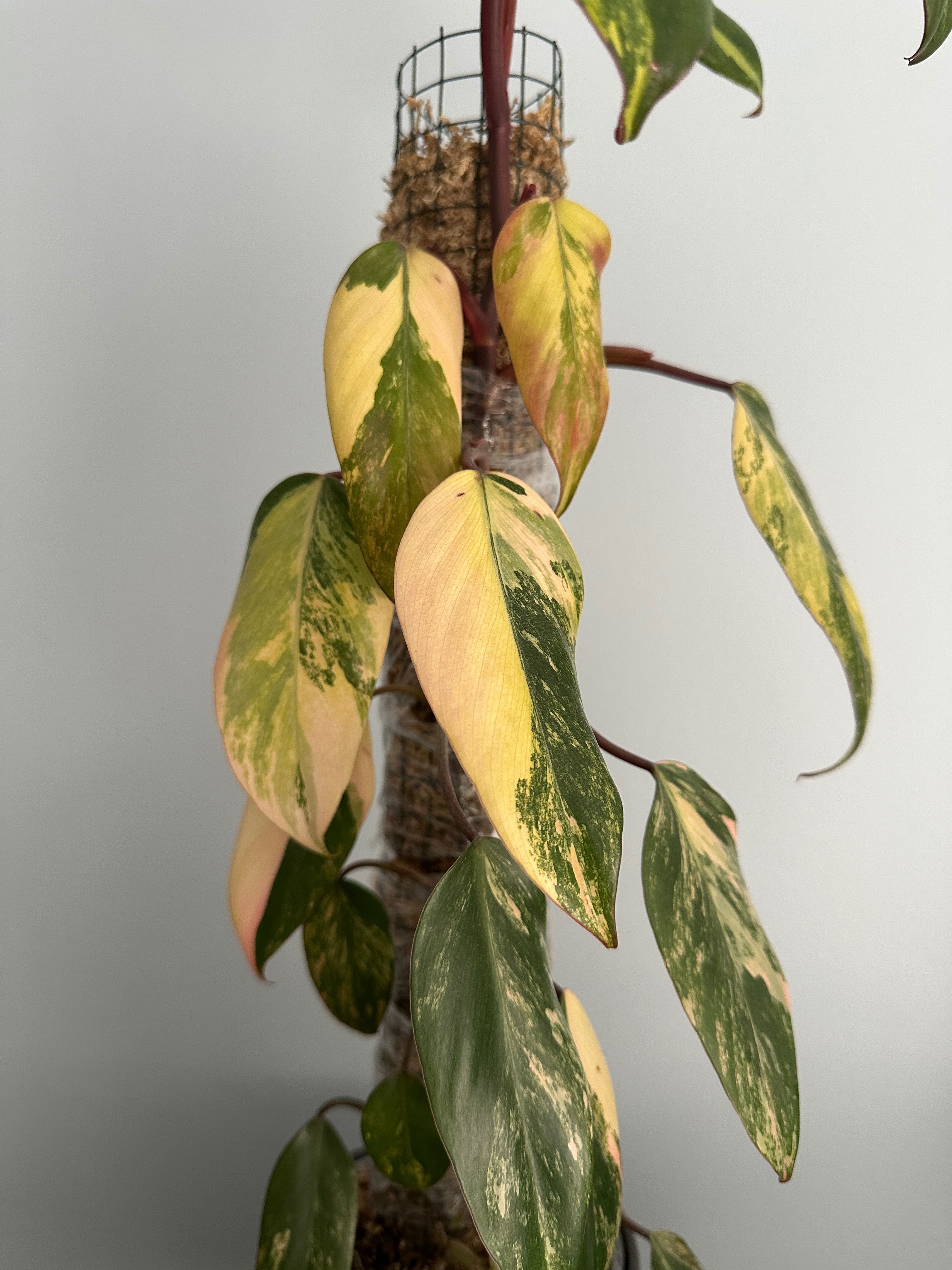 Philodendron Strawberry Shake