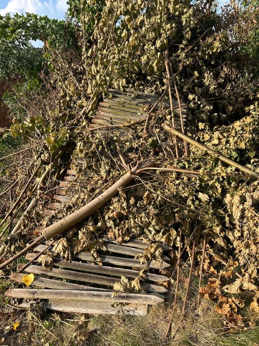 Oddam drzewo gałęzie