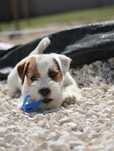 Jack Russell pêlo cerdoso