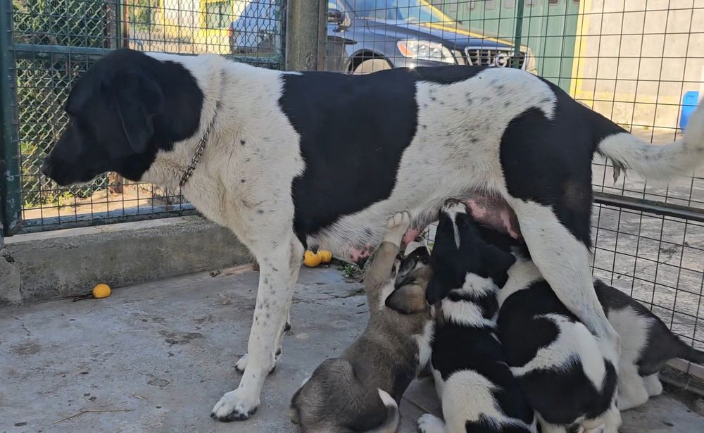 Cão Tipo Cão de Gado Transmontano