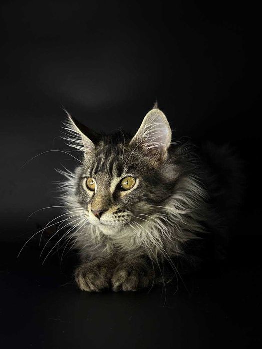 Сріблястий мейн-кун котик зі всіма документами WCF Ген тести батьків