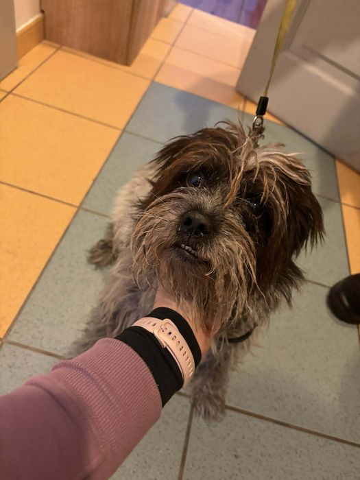 Sunia w typie Shih Tsu ,szuka domu.