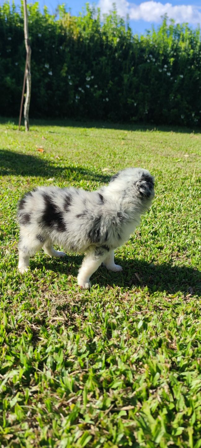 Border Collie Blue Merle fêmea