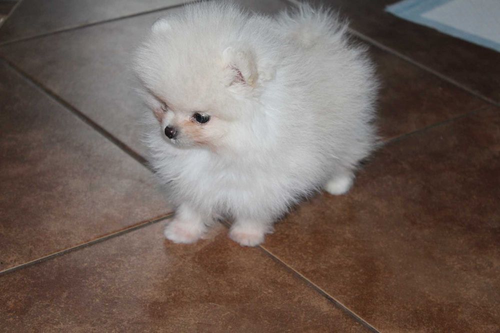 Szpic pomeranian piesek