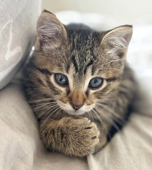 Красивый тигровый котенок