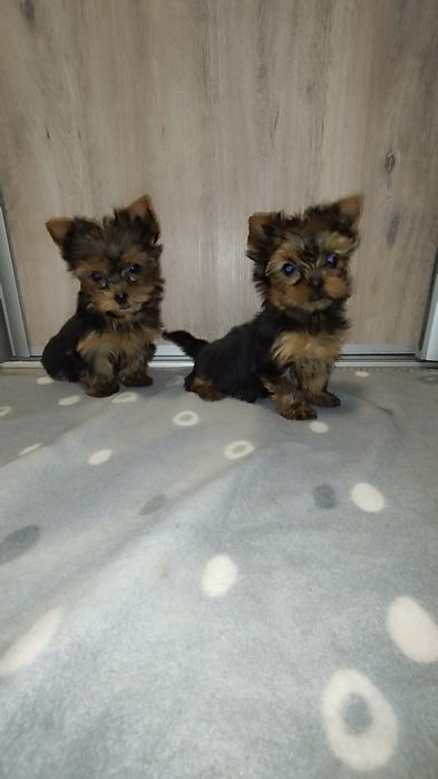 Yorkshire terrier miniaturka
