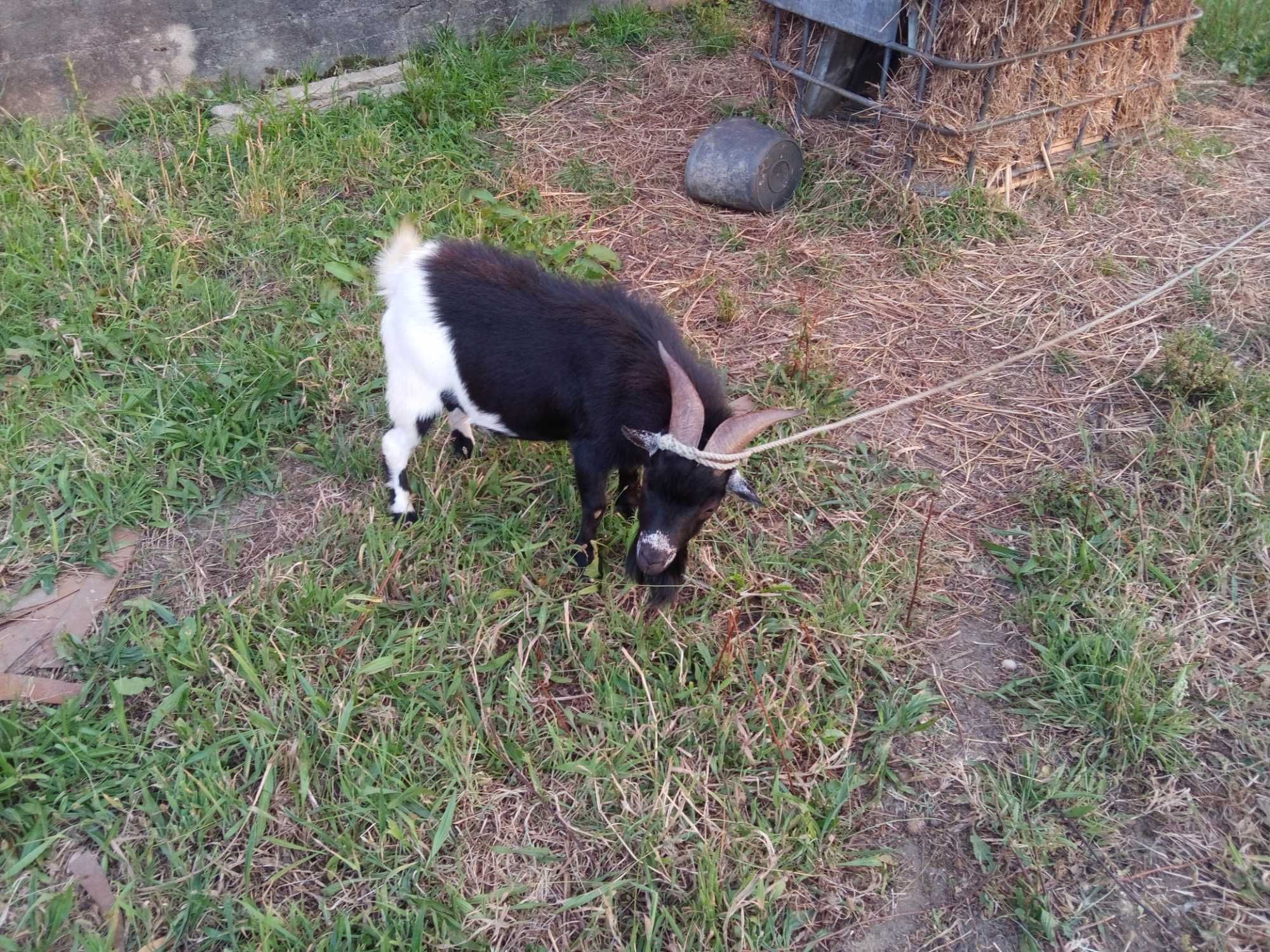 Vendo chibo anao
