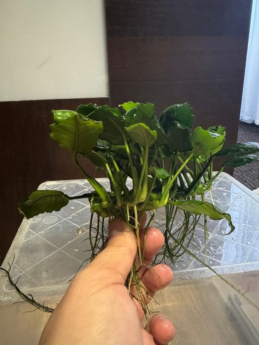 Rośliny akwariowe anubias i inne