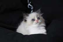 kociakk rasy ragdoll