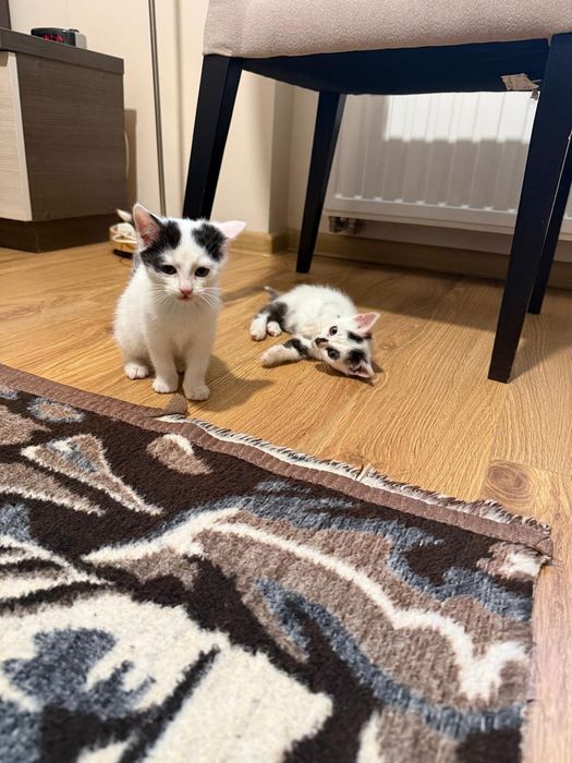 dwa maluchy do adopcji, mruczące i miziaste