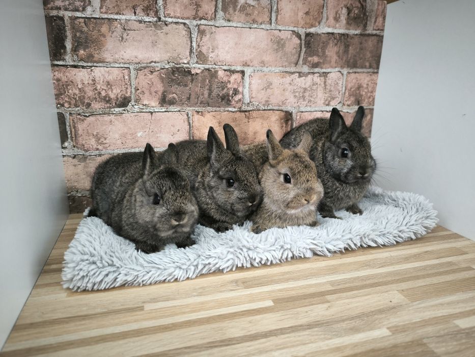 Króliczki karzełki szare ciemnoszare mini króliki
