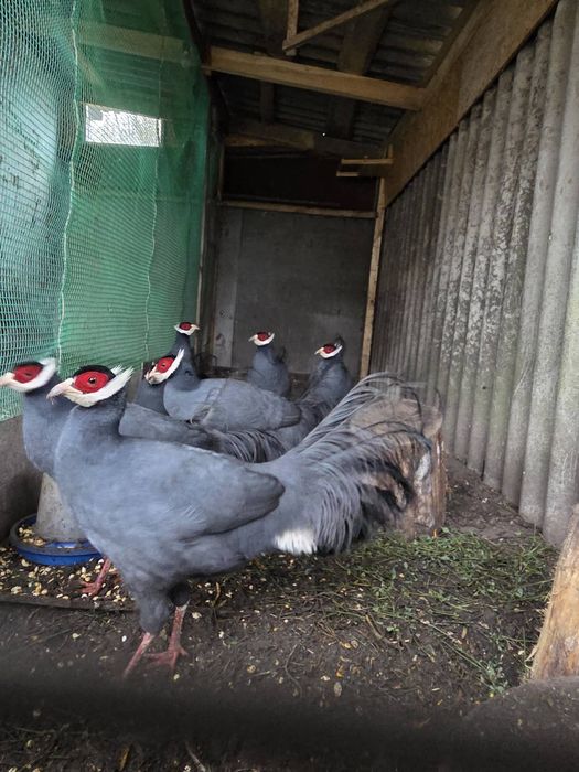 Фазани ушаті сині