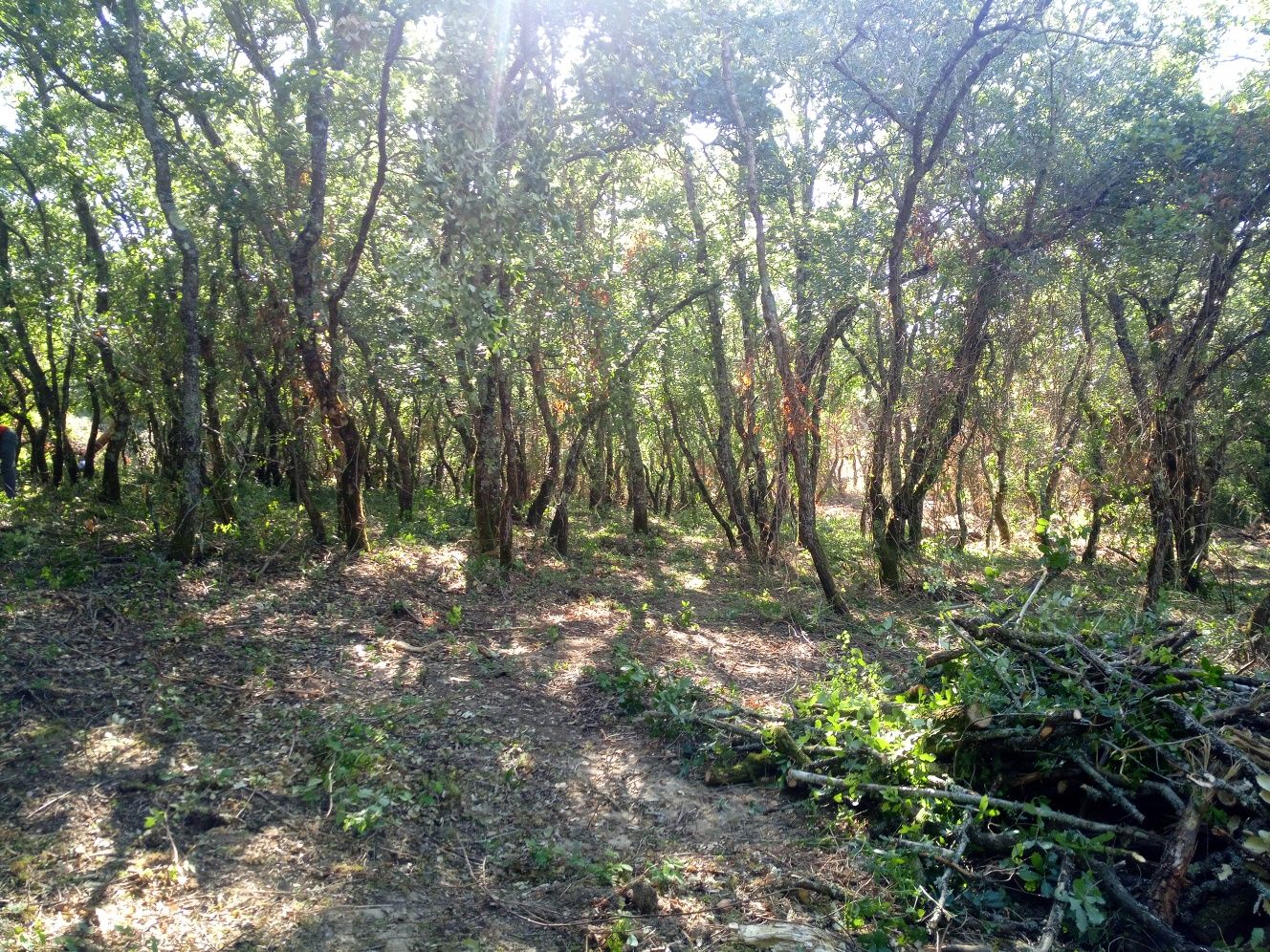 Limpeza florestal e Jardim manuntenção