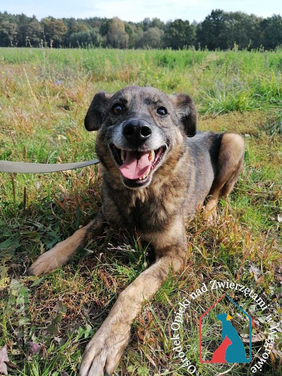 ORBIT  szuka domu! Już długo jest w schronisku. Adoptuj!