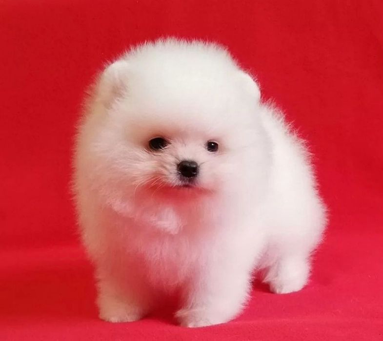 Красивый супер щенки