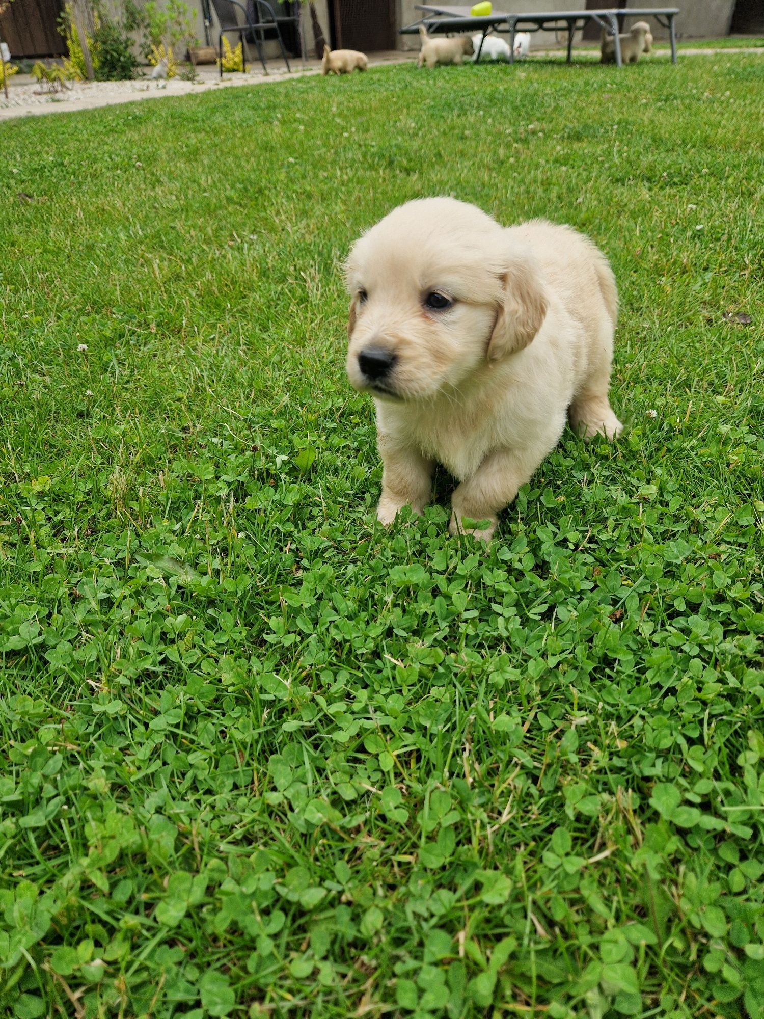 Golden retriever