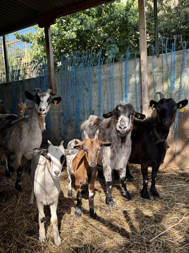 Cabras anãs - M/F
