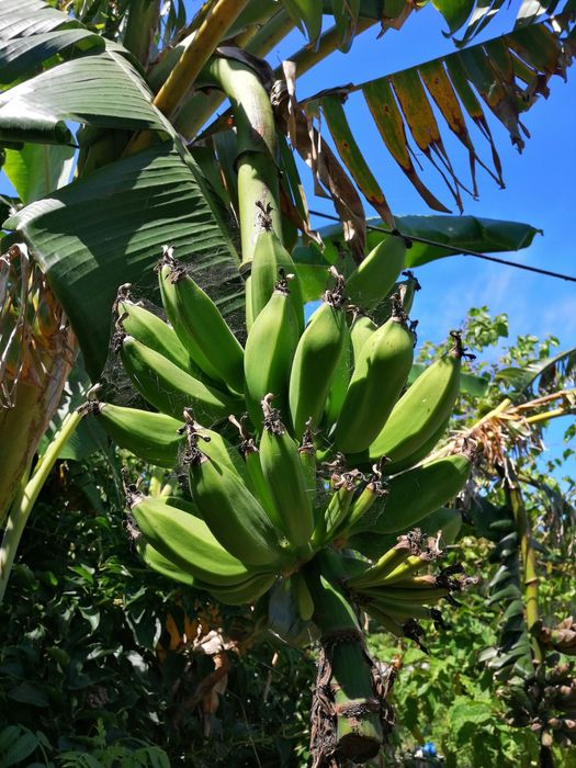 Bananeira de varios tamanhos