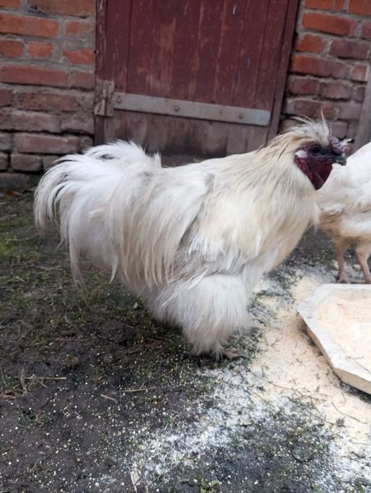 Півні породисті шовкові