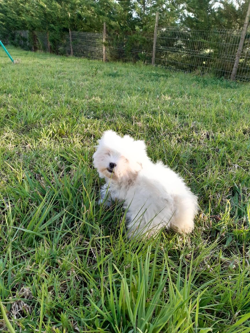 Bichon maltês cachorro