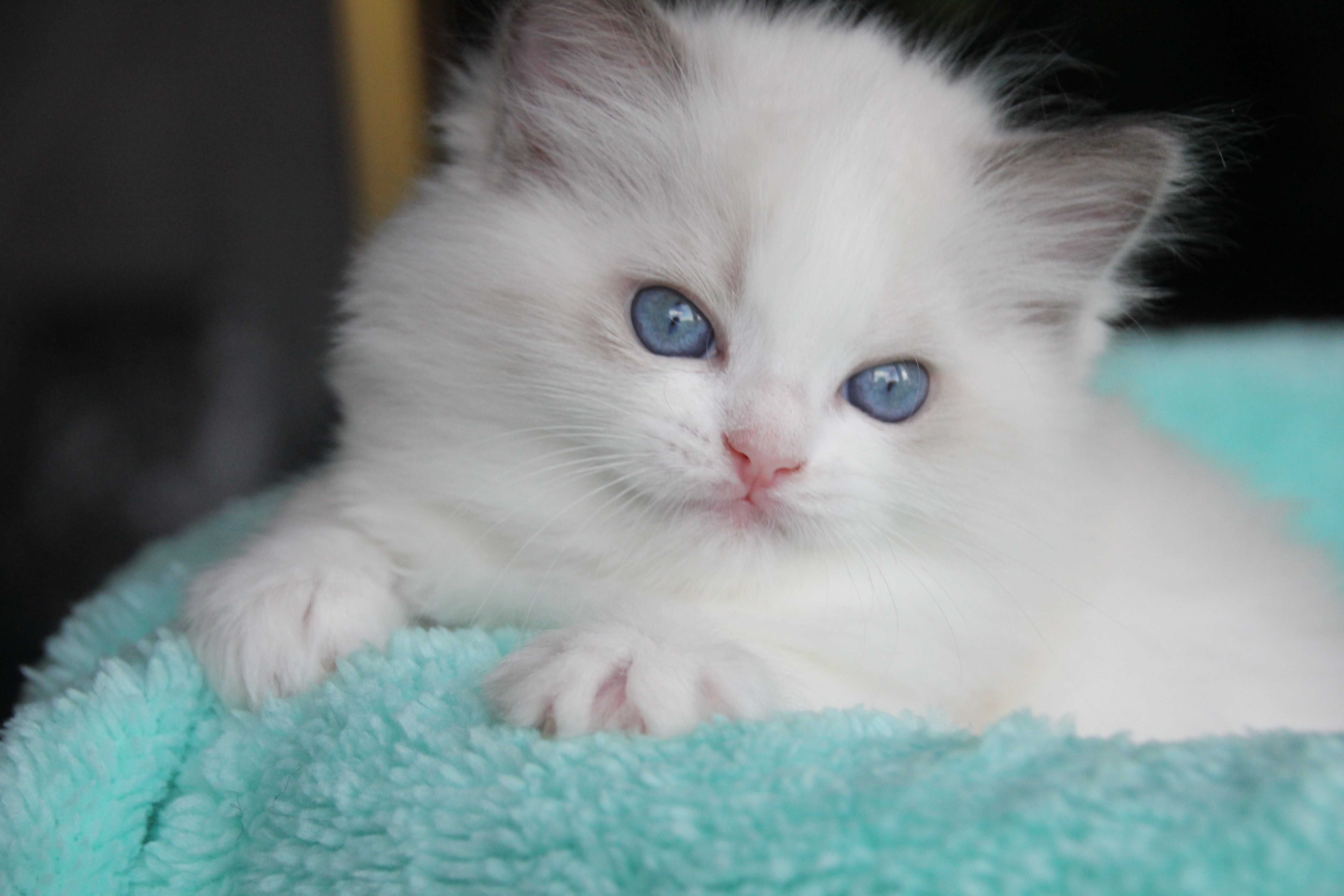 Śliczne Kocięta Ragdoll z Gdańska rodowód FPL do odbioru w sierpniu
