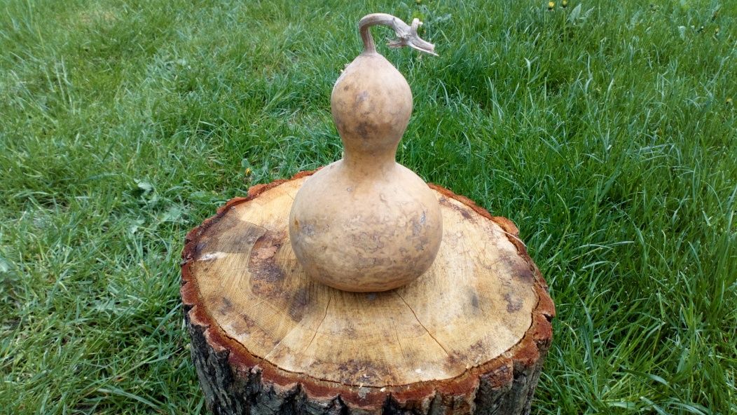 Tykwa, Calabash, Odmiana Mini Bottle Gourds, Feng shui, mała butelka .