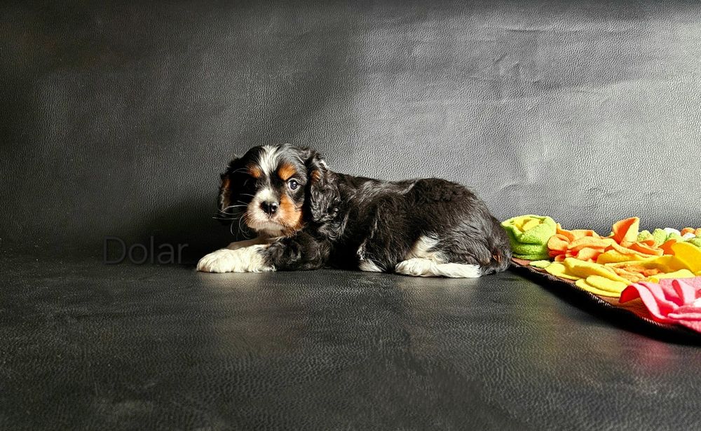 Cavalier King Charles Spaniel piesek