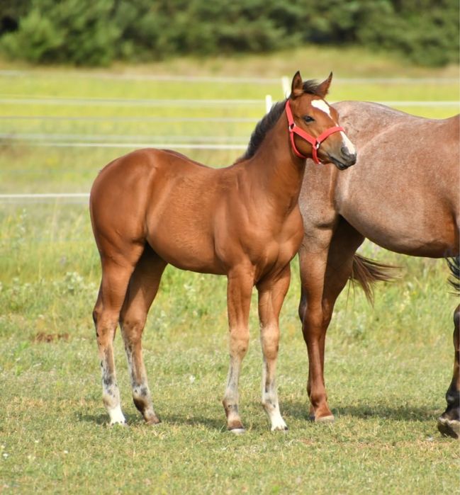 Klaczka AQH na sprzedaz