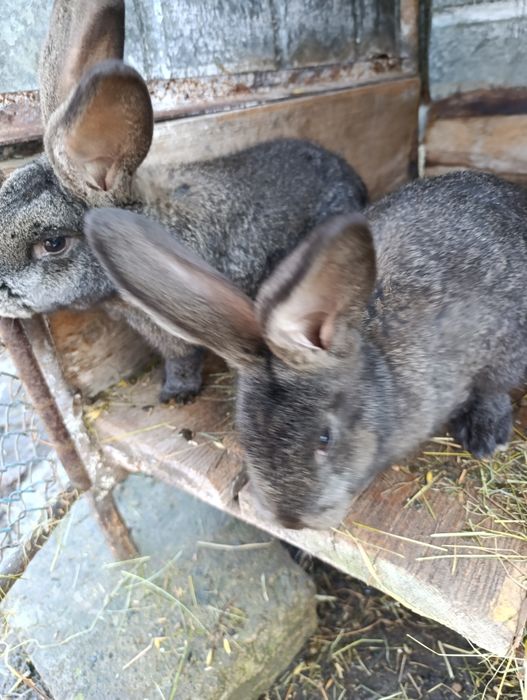 Sprzedam młode króliki