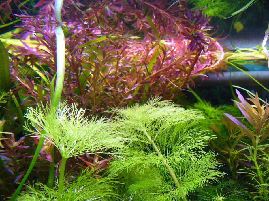 Rotala Blood Red Singapore-zestawy.