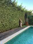 Manutenção Jardins (Jardineiro)
