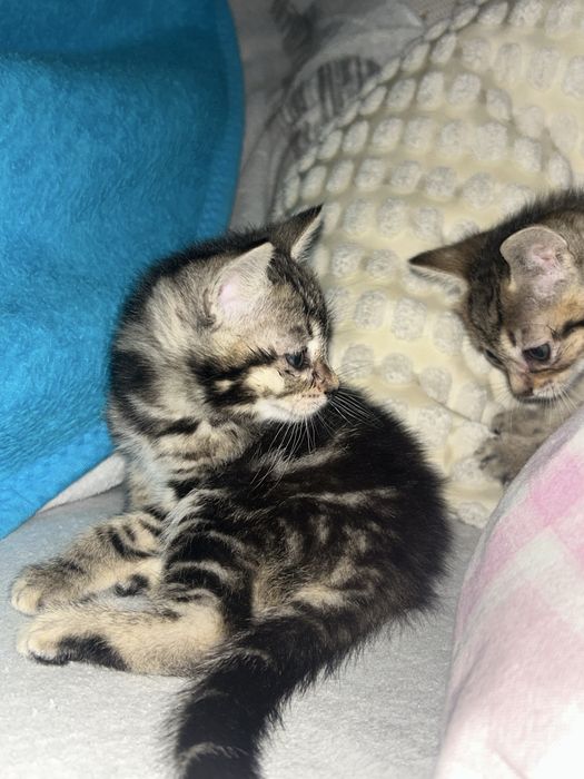 Adotar Gatinhos  bebes com dois meses