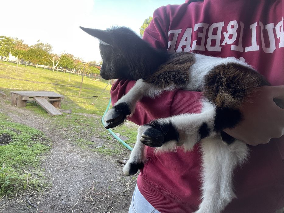 Casal de cabras anas