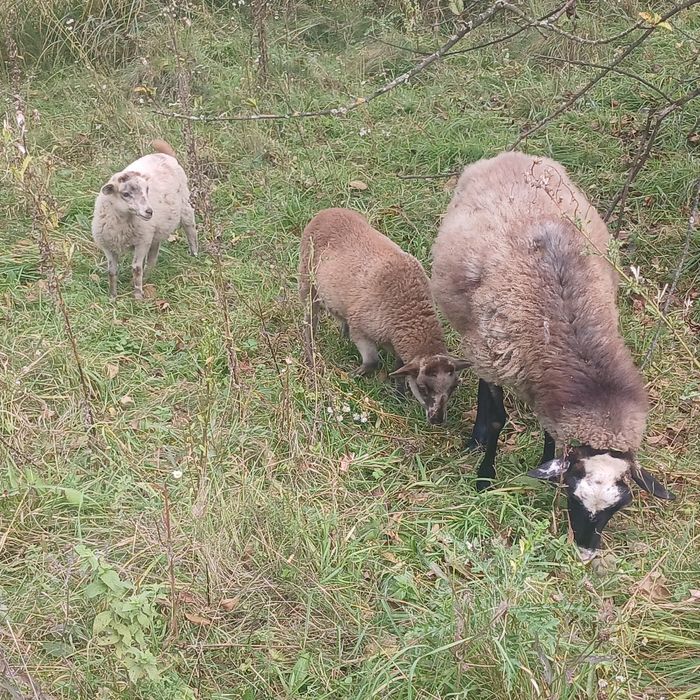 Вівці, ягнята, овечки, баранчик