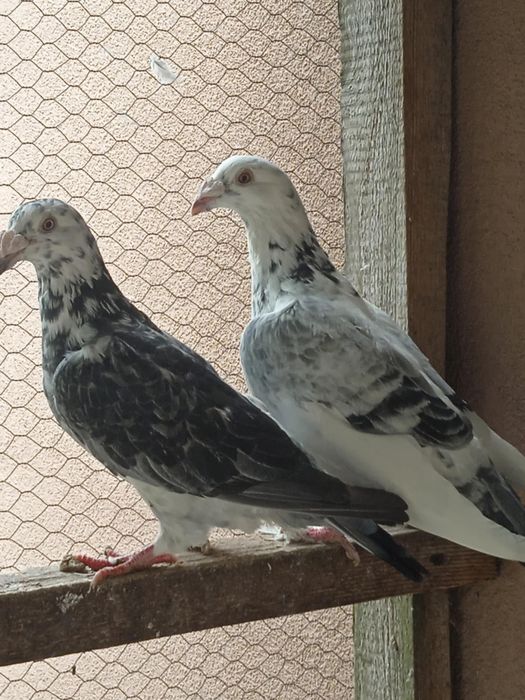 Sprzedam gołębie staropolskie