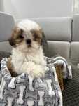 Piękna sunia Shih tzu
