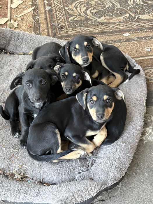 szczeniaki na oddanie