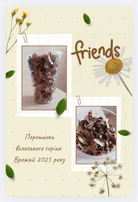 2025 рік Перетинки волоського горіха перепонки грецкого ореха