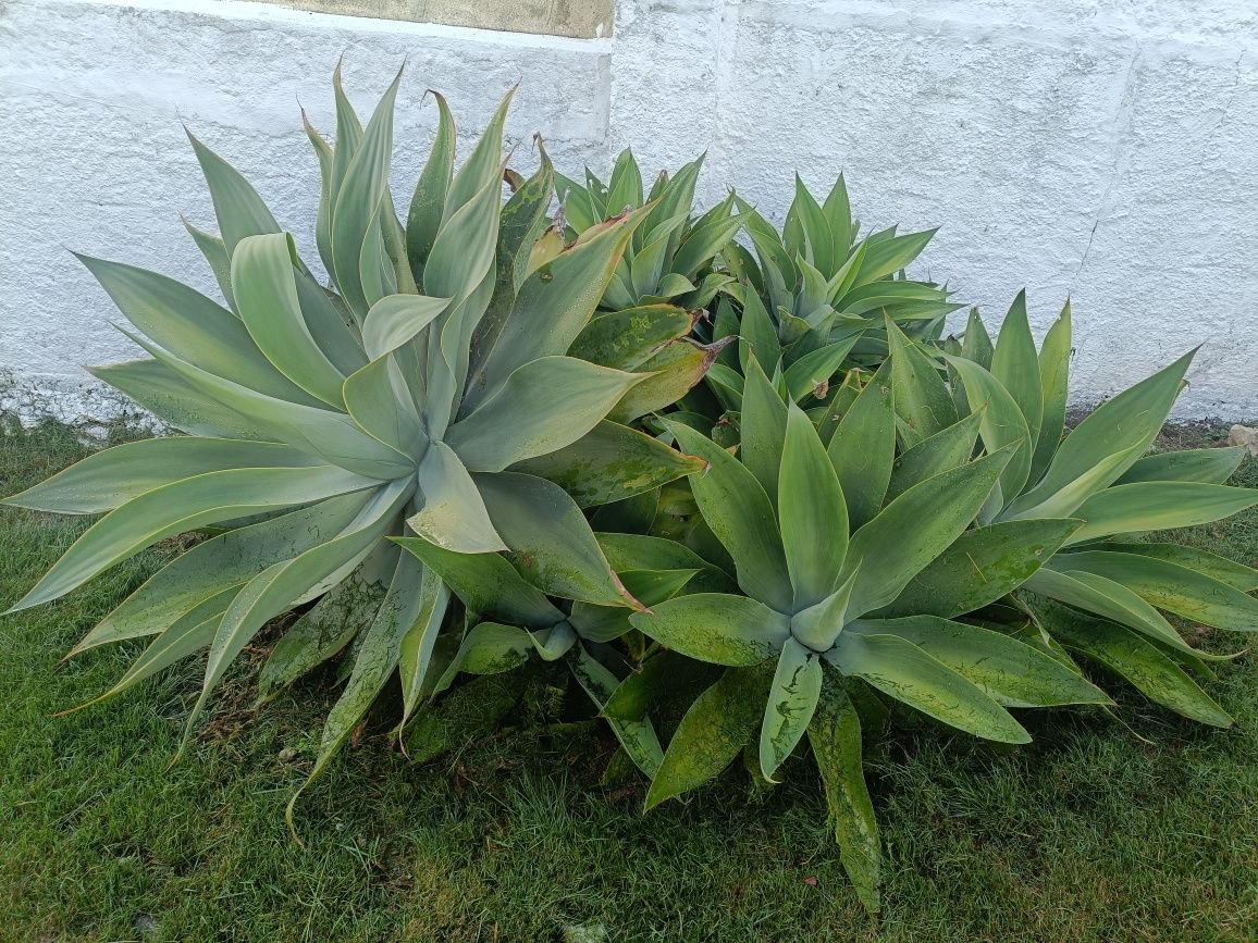 Agaves attenuata