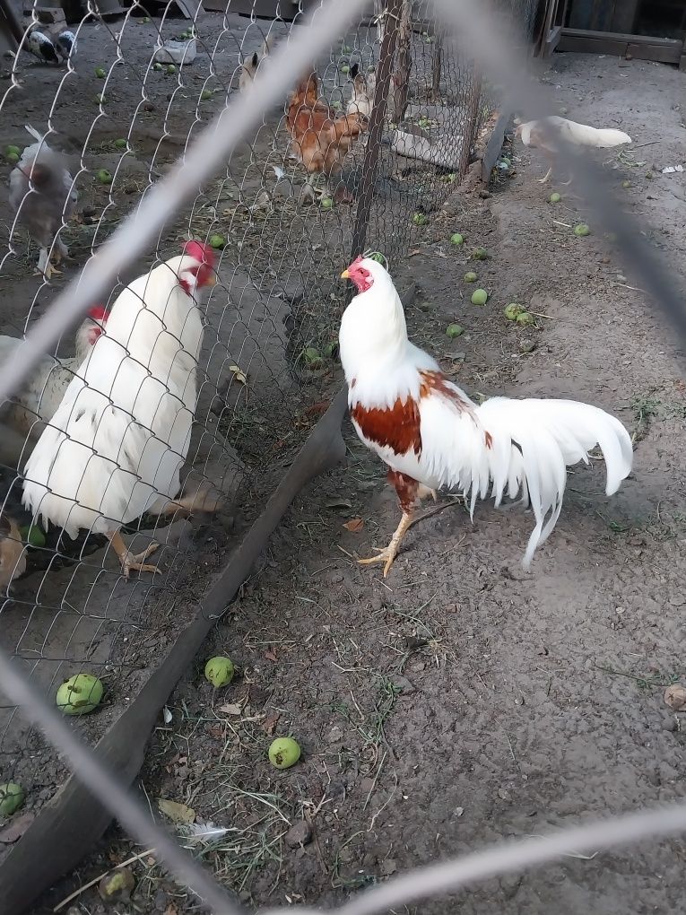 Продам півня що на фото