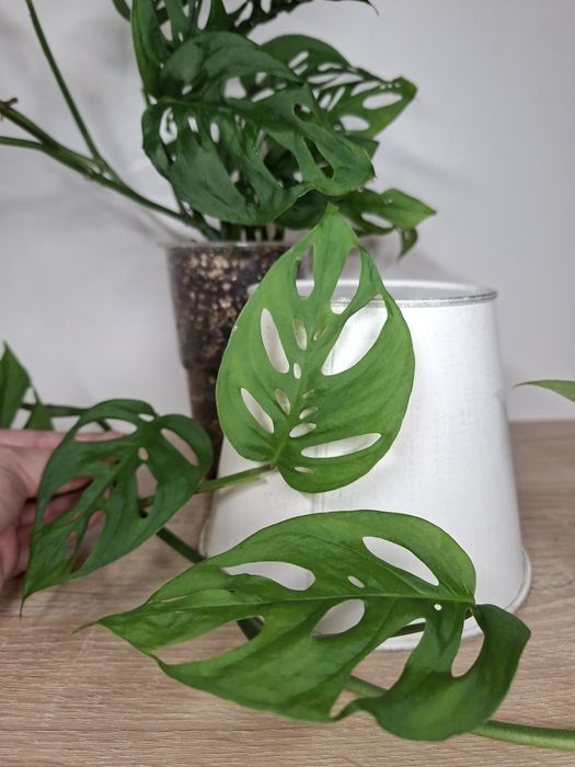 Monstera Laniata