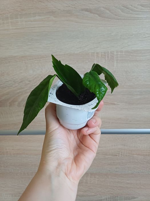 Sadzonka róży chińskiej