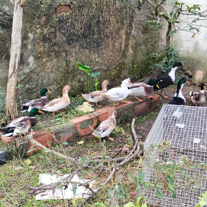 Patos pequim machos e patos leucisticos