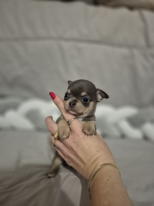 Chihuahua krótkowłosy BLUE & TAN z rodowodem ZKwP