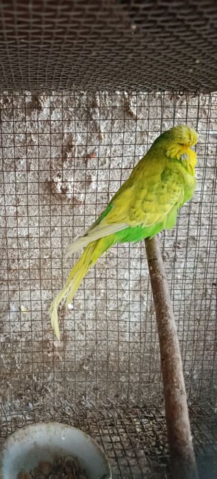 Forpus de 2025, Anilhados