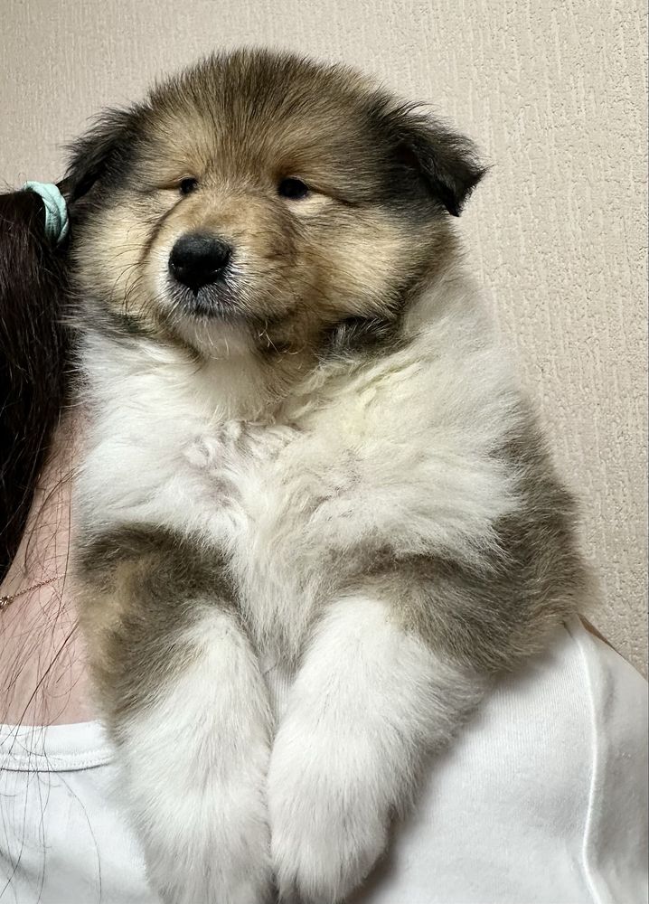 Щенки колли рыже белые