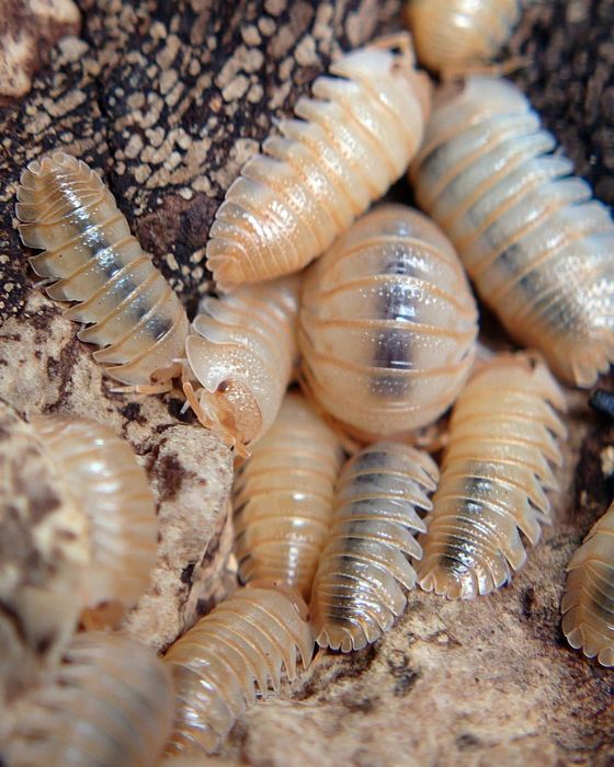 Armadillidium pallasii "Orange", isopody, 10 szt.