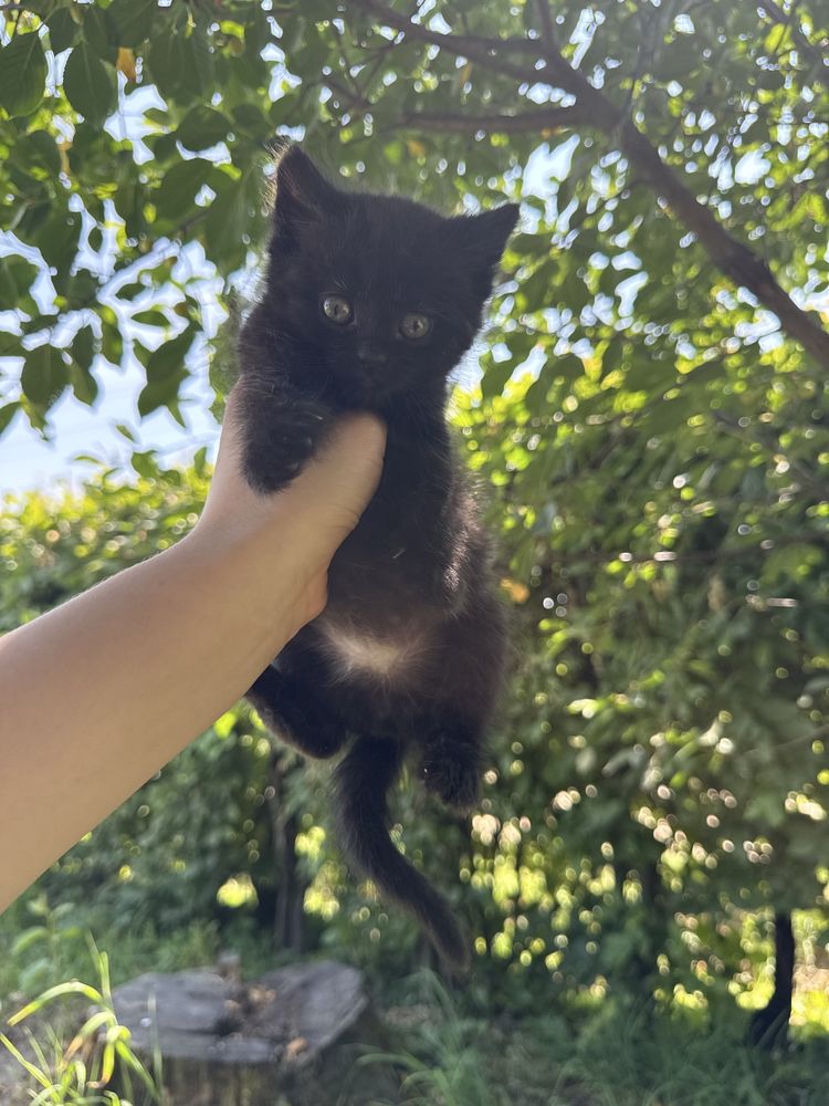 відам котиків в добрі руки