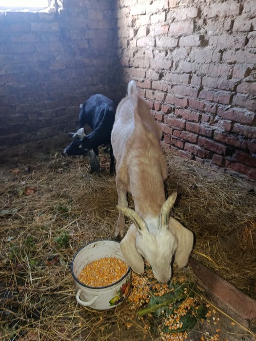 Продам козенят. Коза 3міс. Козел 4 міс.