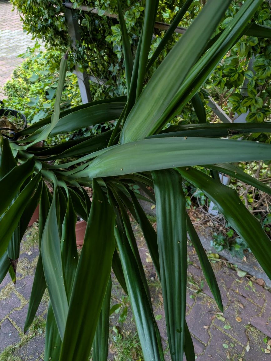 Oddam roślinę palmę